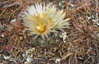Coryphantha_cornifera_radians_GM_755.jpg